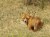 sigma150_2.8macro.jpg